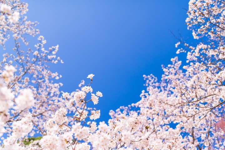 桜は屋形船から見るのがおすすめ！人気のお花見スポットやプランを紹介